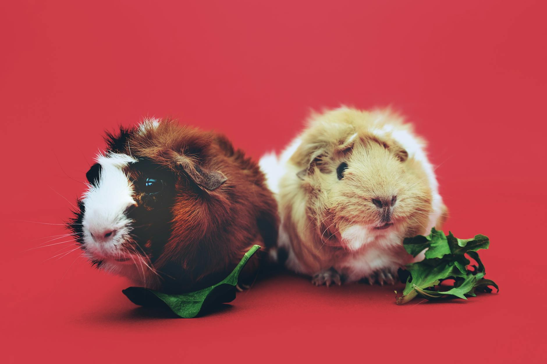 close up photo of two brown and beige guinea pigs