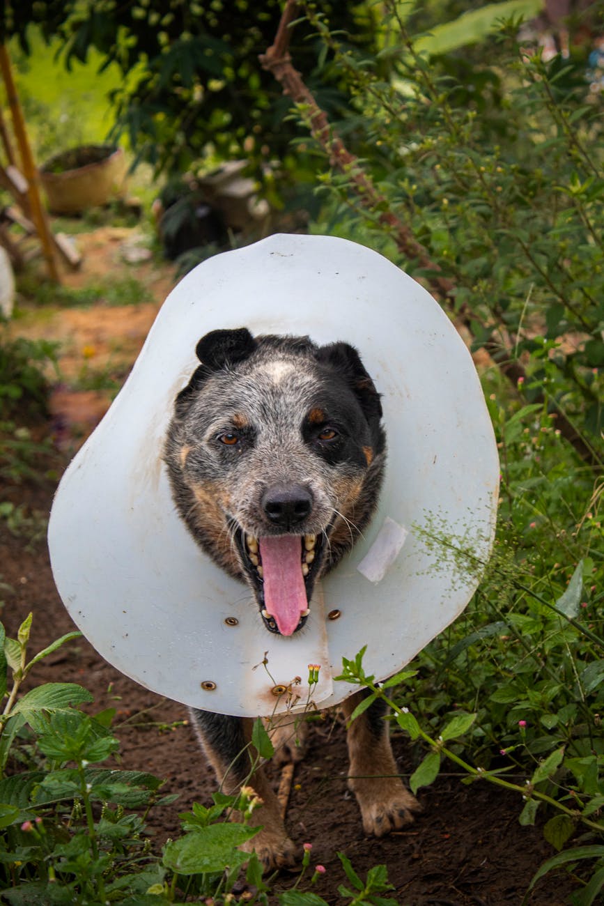 dog in elizabethan collar medical device