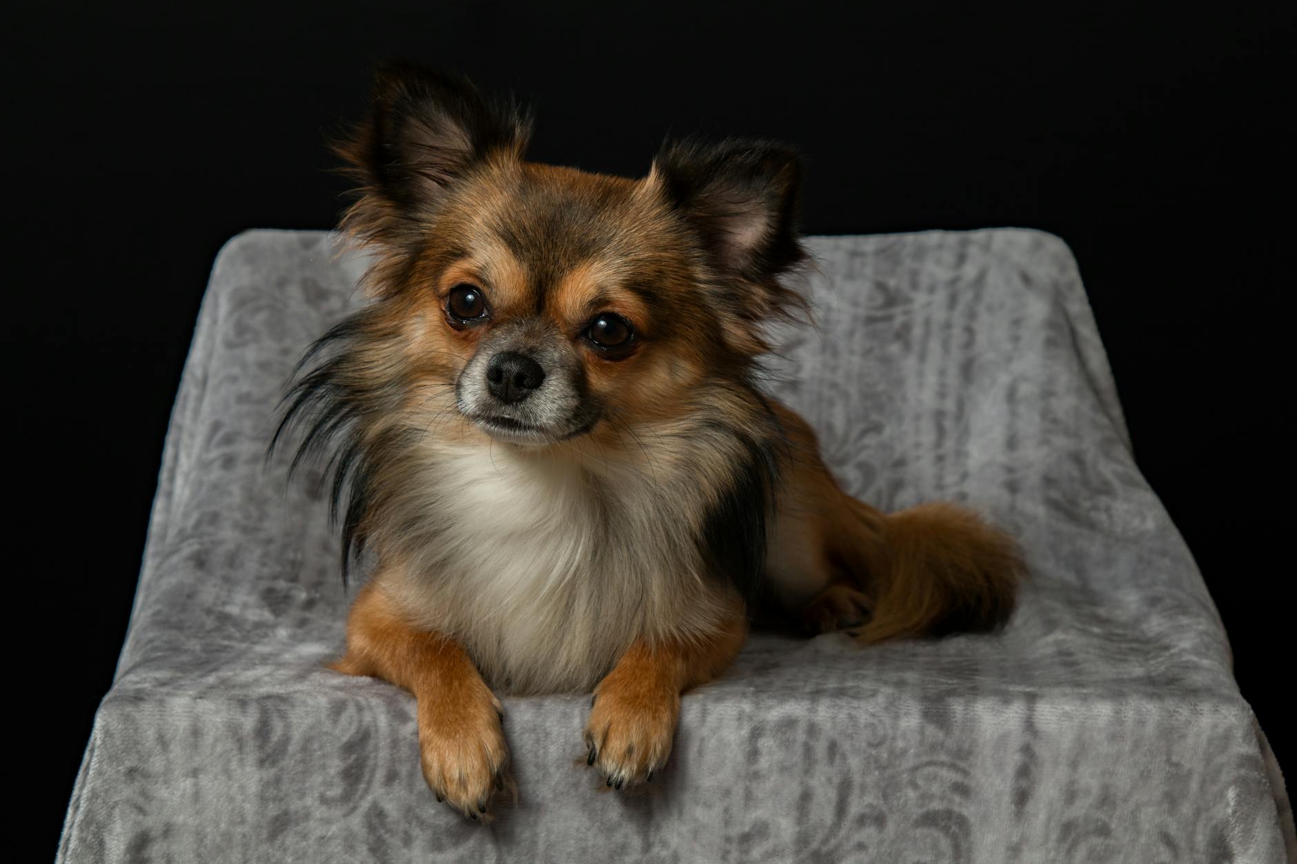 adult brown chihuahua