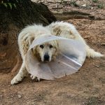 a dog wearing a cone