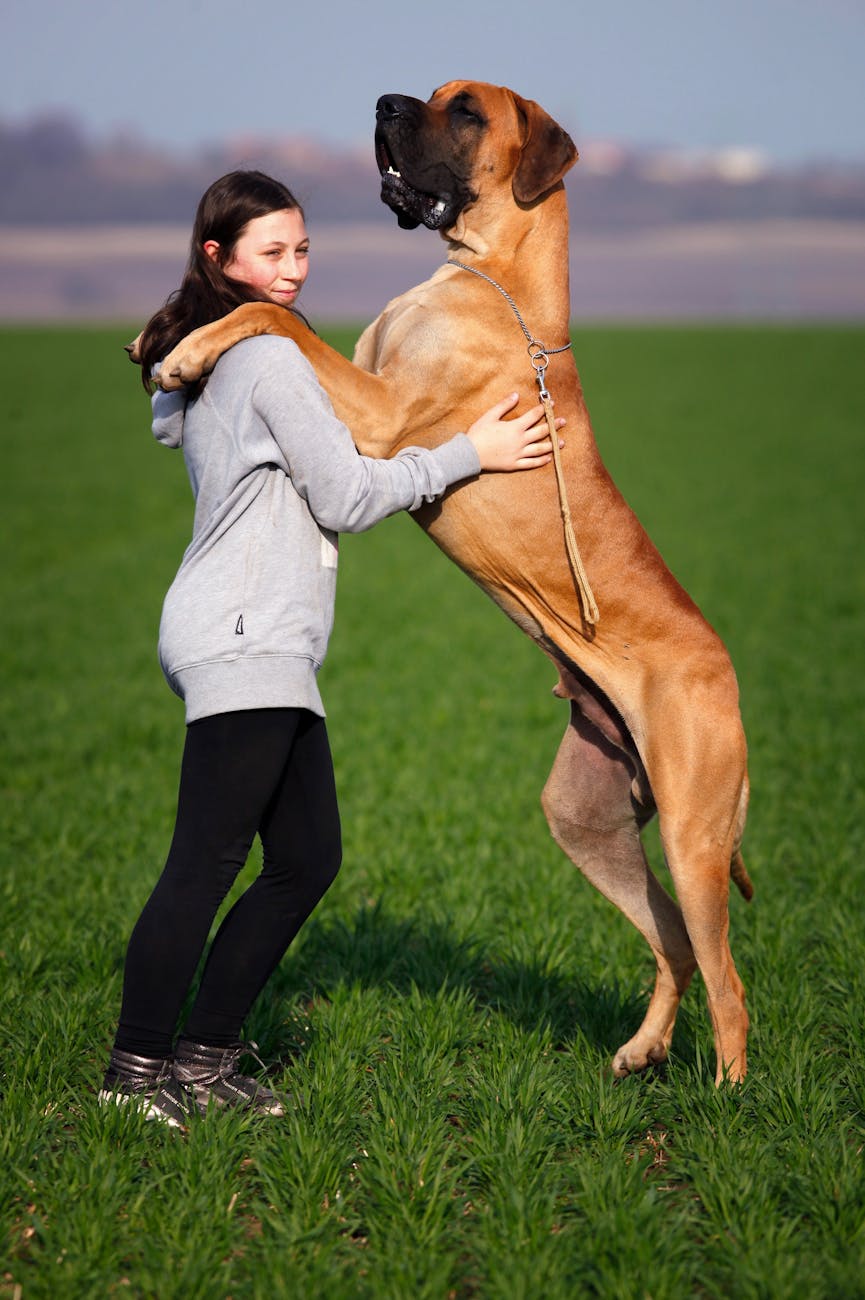 adult tan great dane