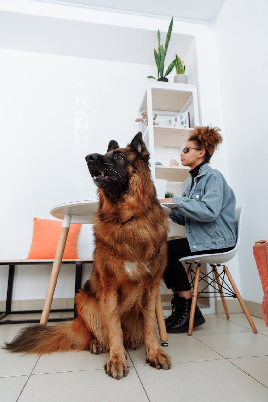 woman sitting on chair beside a dog