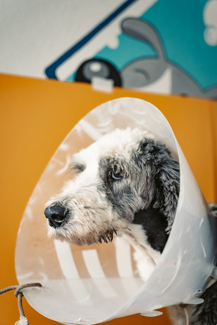 dog head in cone