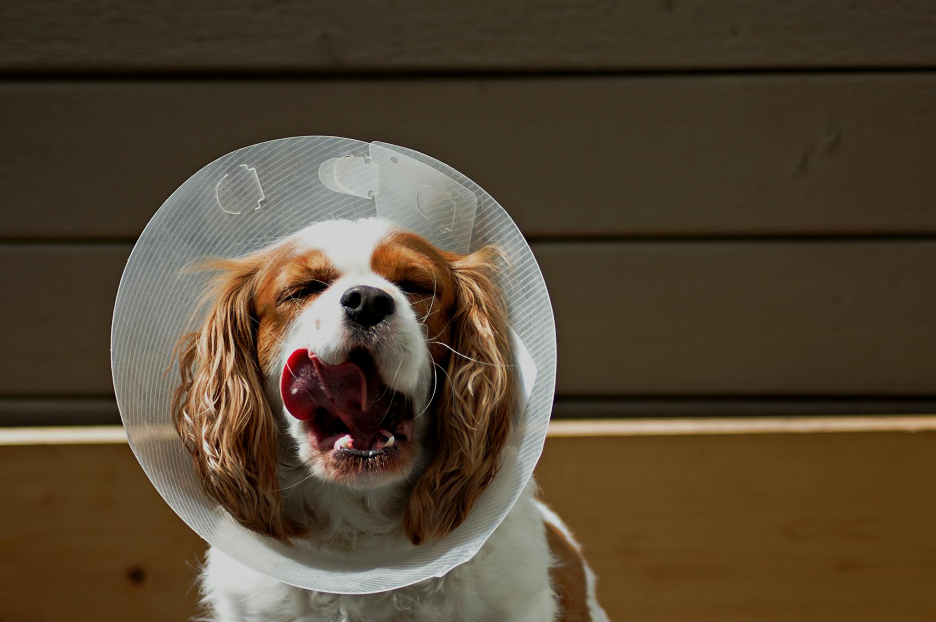 a dog wearing a protective cone