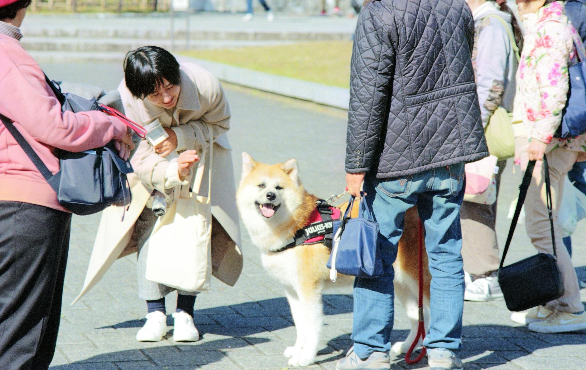 cheerful akita dog interaction in urban setting