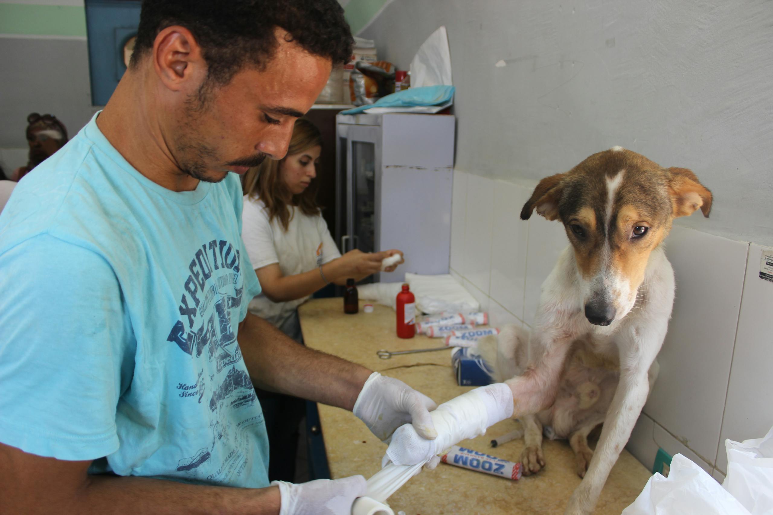 A caring veterinarian bandages the leg of an injured dog in a clinic setting.