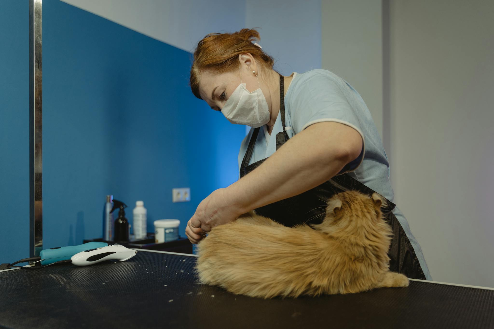 A groomer trims a fluffy tabby cat in a professional pet salon.