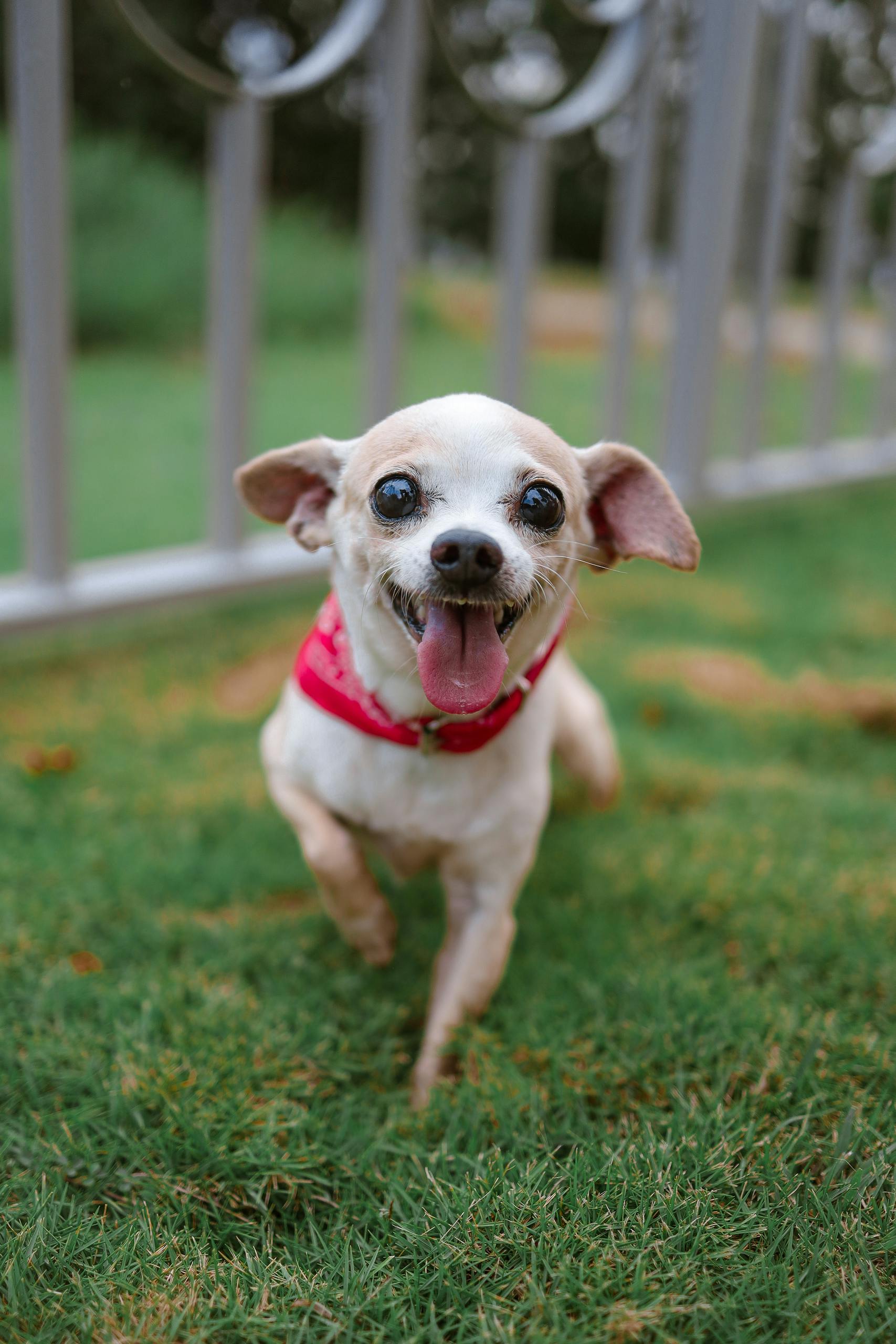 A joyful Chihuahua dog wearing a red harness excitedly running across green grass.