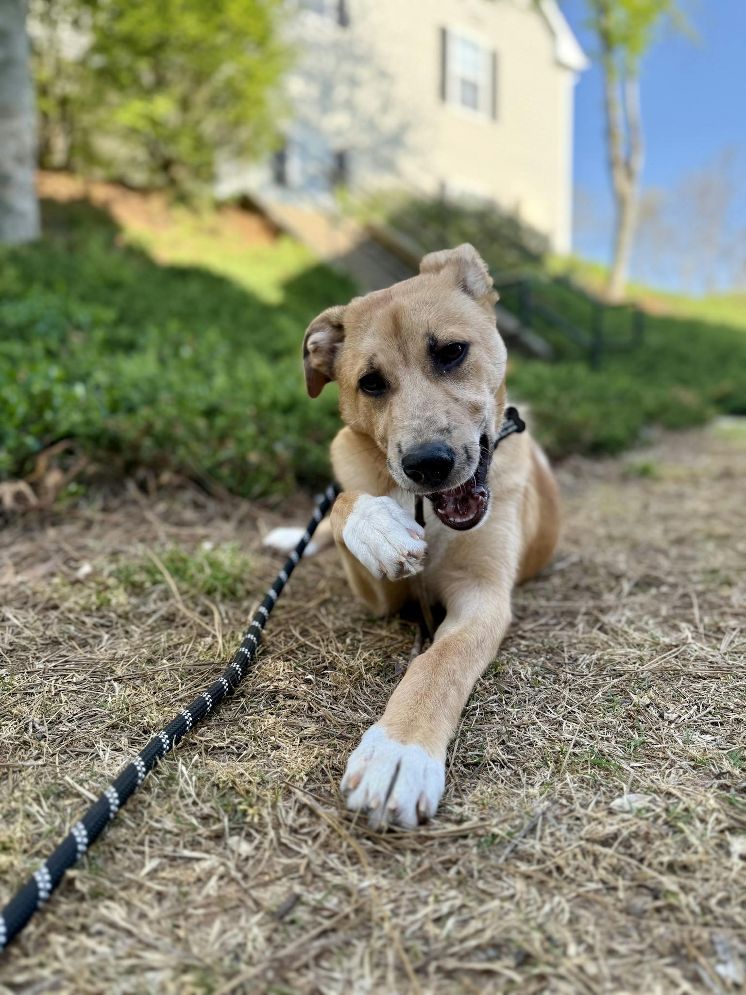 A mixed breed dog enjoys a sunny day, chewing a stick on a grassy lawn.