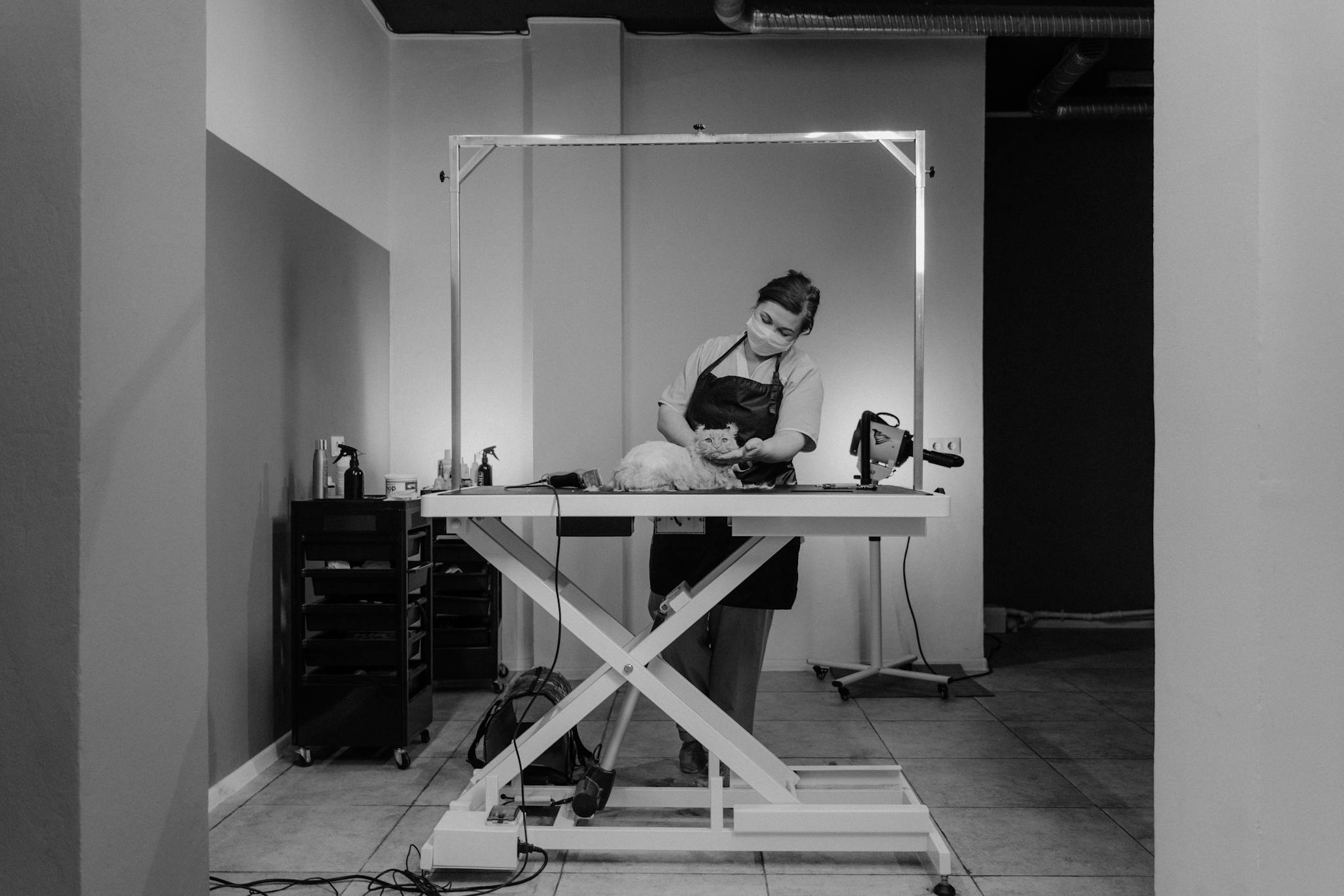 A monochrome shot of a woman grooming a cat professionally indoors.
