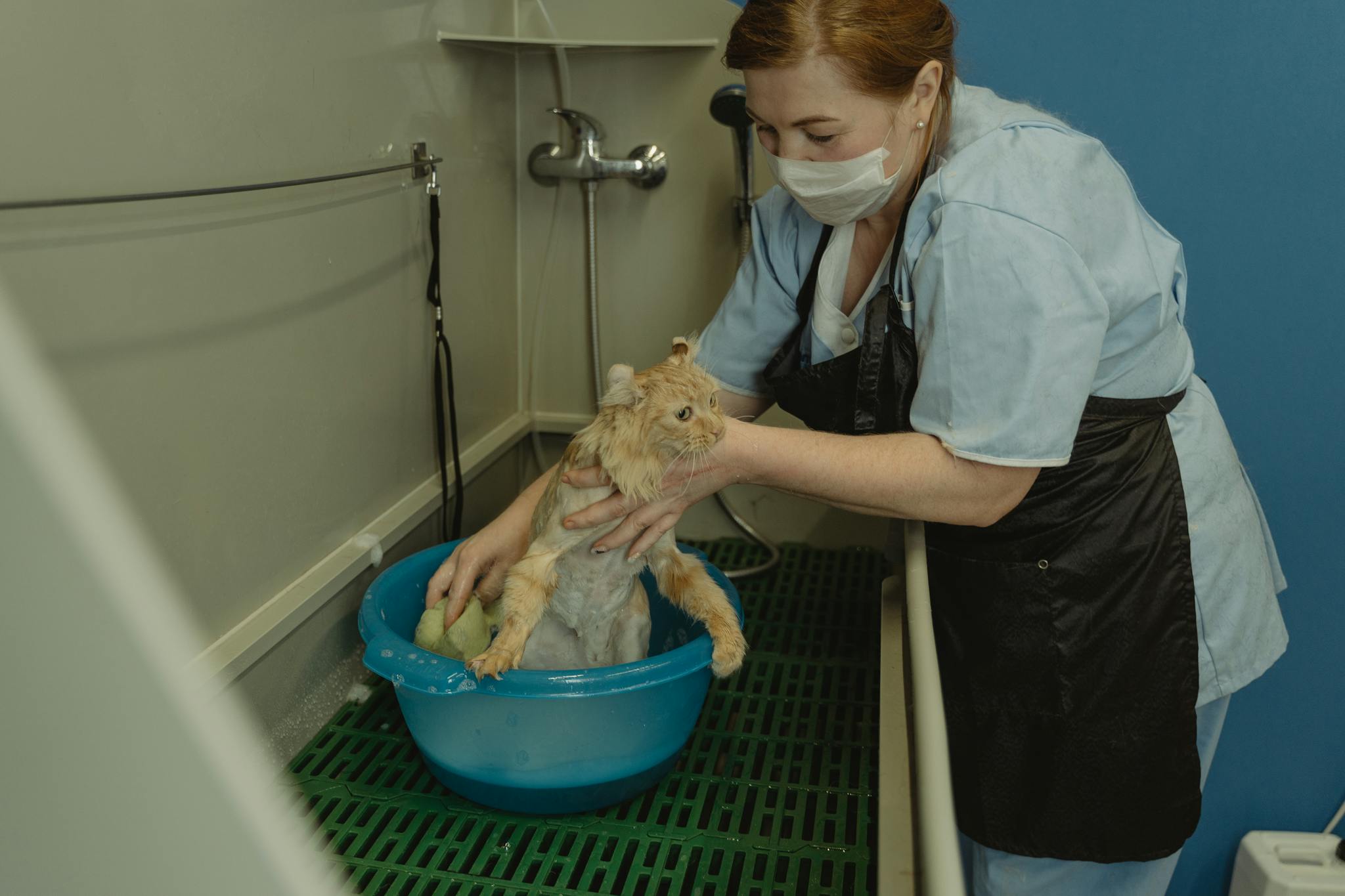 A veterinary professional bathes a cat in a clinic setting, showcasing care and support.