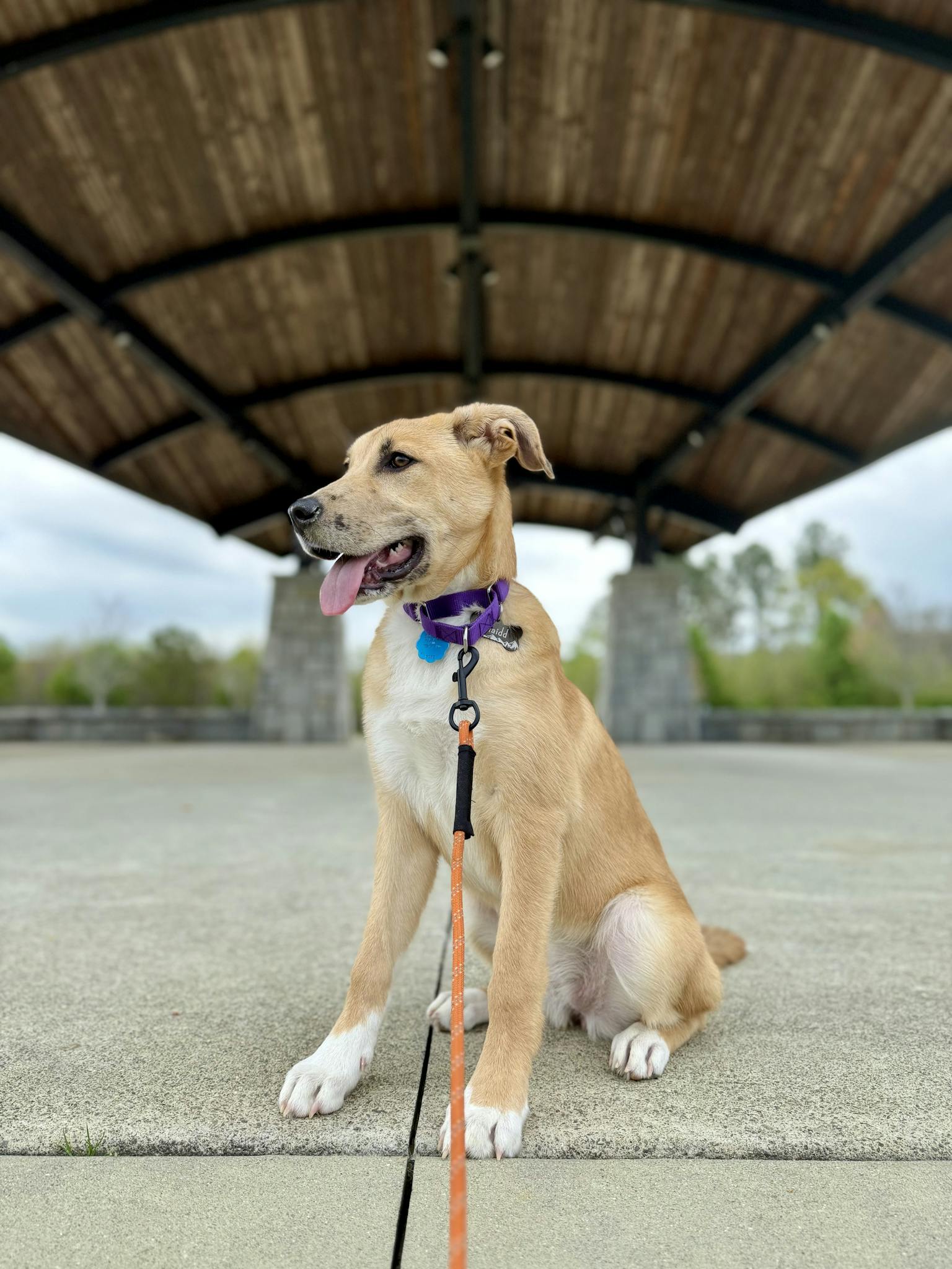 Adorable mixed breed puppy with leash under a rustic pavilion outdoors.